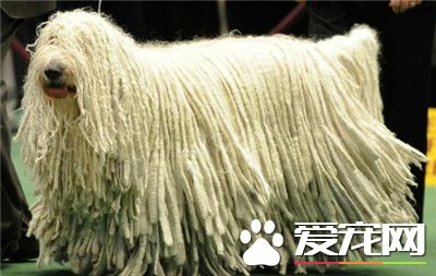 可蒙犬掉毛嗎 可蒙犬掉毛是比較嚴重的狗狗