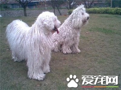 可蒙犬掉毛嗎 可蒙犬掉毛是比較嚴重的狗狗