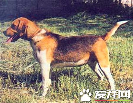 哈利犬是大型犬嗎 哈利犬是一種中型獵犬