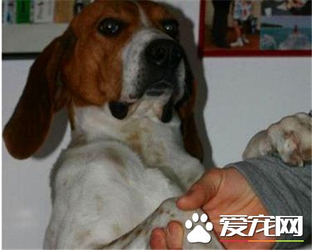 哈利犬是大型犬嗎 哈利犬是一種中型獵犬