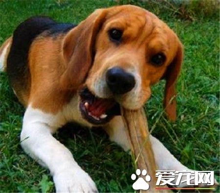 哈利犬是大型犬嗎 哈利犬是一種中型獵犬