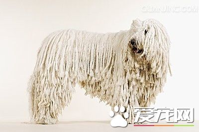 可蒙犬吃什麼 可蒙犬必須要吃的三大種類