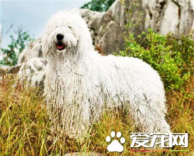 可蒙犬吃什麼 可蒙犬必須要吃的三大種類