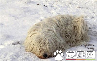 可蒙犬吃什麼 可蒙犬必須要吃的三大種類