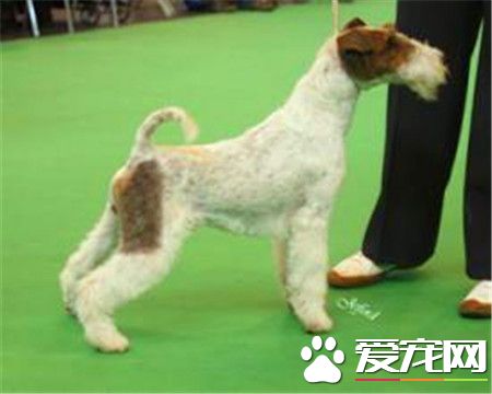 剛毛獵狐梗好不好 剛毛獵狐梗適合當伴侶犬