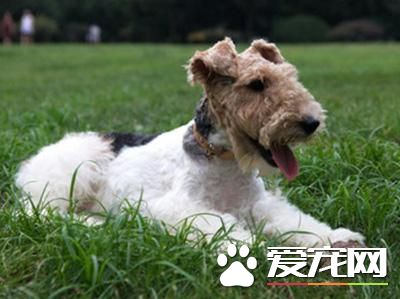 剛毛獵狐梗好不好 剛毛獵狐梗適合當伴侶犬
