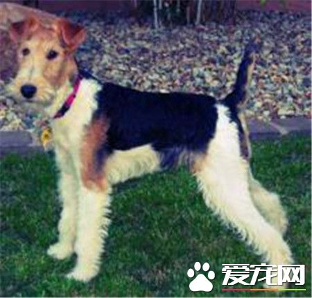 剛毛獵狐梗好不好 剛毛獵狐梗適合當伴侶犬