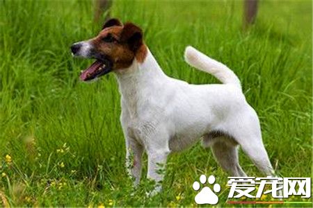 剛毛獵狐梗多大拔毛 剛毛獵狐梗拔毛步驟方法