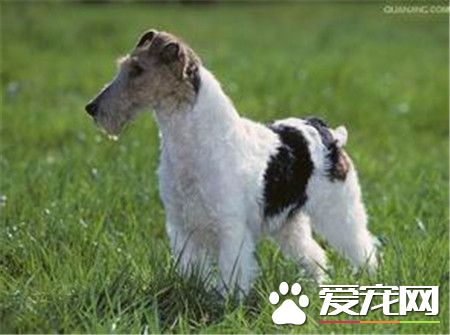 剛毛獵狐梗多大拔毛 剛毛獵狐梗拔毛步驟方法