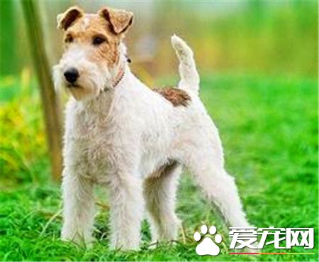 剛毛獵狐梗多大拔毛 剛毛獵狐梗拔毛步驟方法