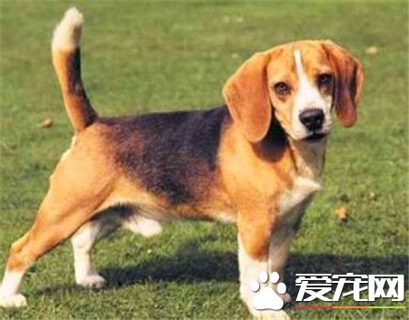 哈利犬能追上野兔嗎 哈利犬是可以追上野兔的