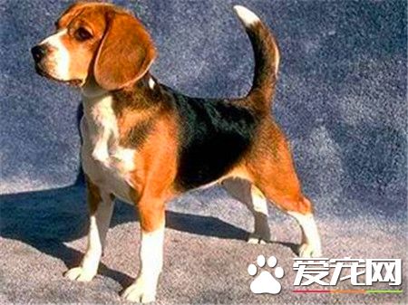 哈利犬能追上野兔嗎 哈利犬是可以追上野兔的