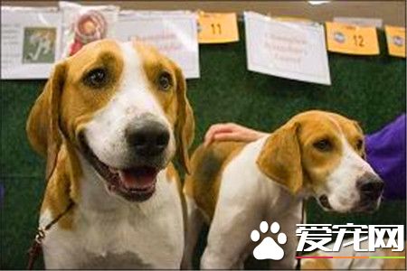 哈利犬能追上野兔嗎 哈利犬是可以追上野兔的