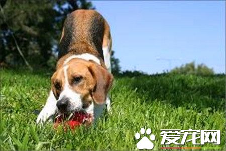 哈利犬好嗎 哈利犬不能吃的東西有哪些