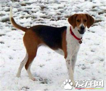 哈利犬好嗎 哈利犬不能吃的東西有哪些