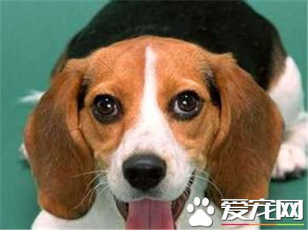 哈利犬好不好養 哈利犬還是比較好養的狗狗