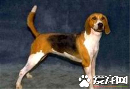 哈利犬好不好養 哈利犬還是比較好養的狗狗