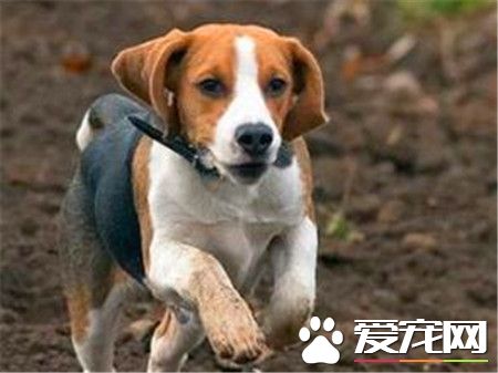 哈利犬的智商排名第幾 哈利犬智商是比較高的