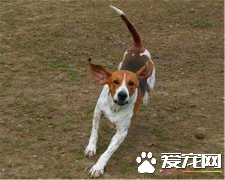 哈利犬好不好養 哈利犬還是比較好養的狗狗