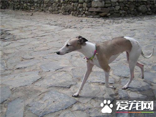 傑克羅素梗能玩飛盤嗎 非常適合做飛盤訓練