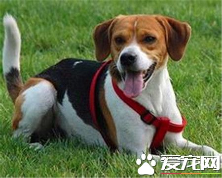 哈利犬的智商排名第幾 哈利犬智商是比較高的