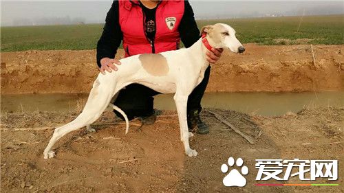 傑克羅素梗掉毛怎麼辦 掉毛情況不嚴重