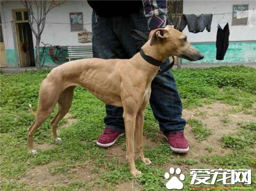 傑克羅素梗的身長 理想的公犬肩高應為14英寸