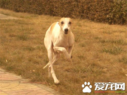 傑克羅素梗的毛怎麼修 面部修剪需要注意地方