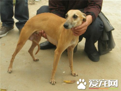 惠比特長多大 成犬肩高應48到55厘米之間