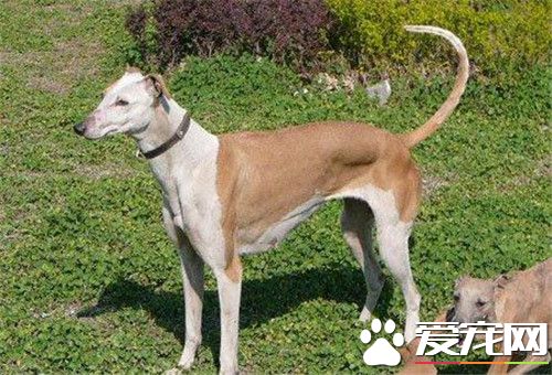 惠比特長多大 成犬肩高應48到55厘米之間