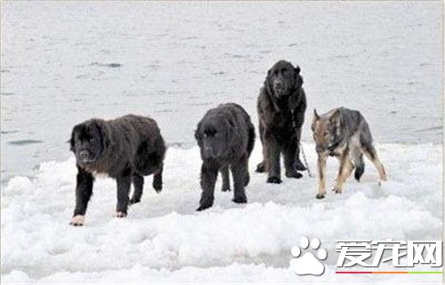 桦太犬在中國有麼 其繁殖和飼養只保持在日本