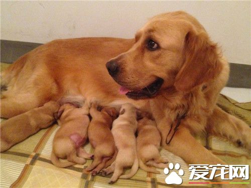 金毛犬和德國牧羊犬打架誰厲害 單挑是德牧厲害