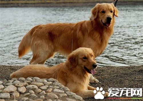 金毛犬和德國牧羊犬打架誰厲害 單挑是德牧厲害