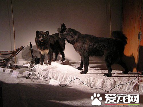 桦太犬在中國有麼 其繁殖和飼養只保持在日本