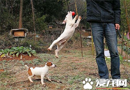 傑克羅素梗忠誠麼 傑克羅素梗非常的忠誠
