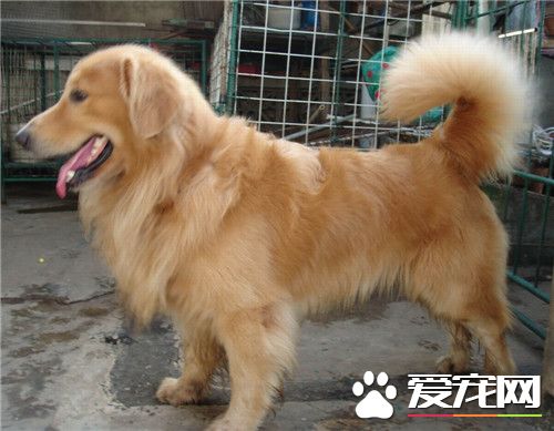 金毛犬和德國牧羊犬打架誰厲害 單挑是德牧厲害