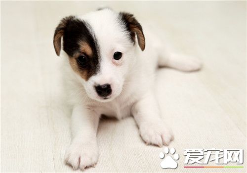傑克羅素梗忠誠麼 傑克羅素梗非常的忠誠