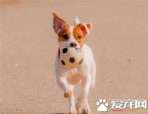 傑克羅素梗粘人程度 傑克羅素梗比較粘人的