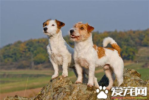 傑克羅素梗有黑色的嗎 傑克羅素梗有黑色的
