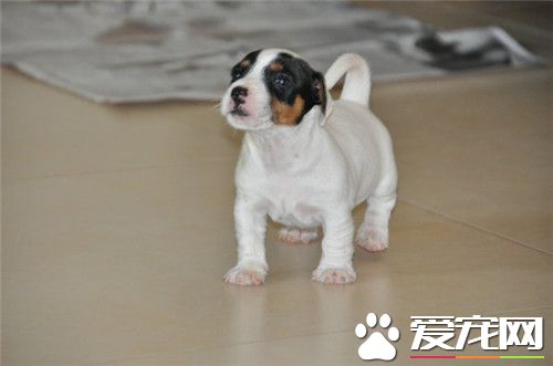 傑克羅素梗犬智商 傑克羅素梗犬還是很聰明的