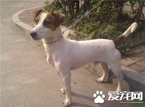 傑克羅素梗犬智商 傑克羅素梗犬還是很聰明的