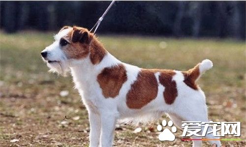 傑克羅素梗犬智商 傑克羅素梗犬還是很聰明的
