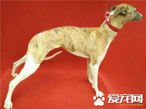 傑克羅素梗犬怎麼樣 傑克羅素梗犬是一種工作梗