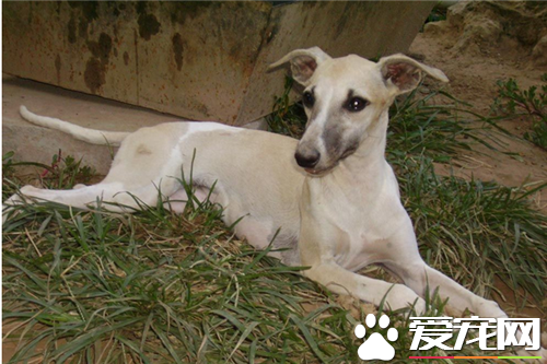 傑克羅素梗犬怎麼樣 傑克羅素梗犬是一種工作梗