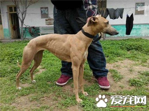 傑克羅素梗犬有體味嗎 傑克羅素梗犬有體會的