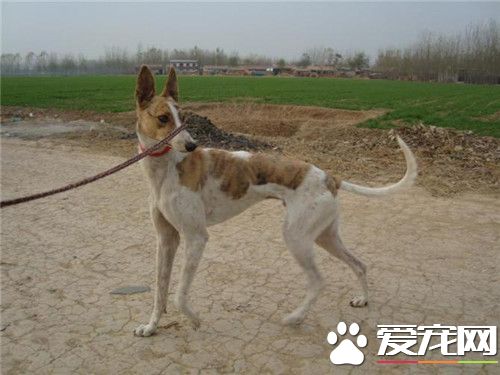 傑克羅素梗犬怎麼樣 傑克羅素梗犬是一種工作梗
