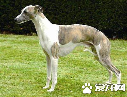 傑克羅素梗犬有體味嗎 傑克羅素梗犬有體會的