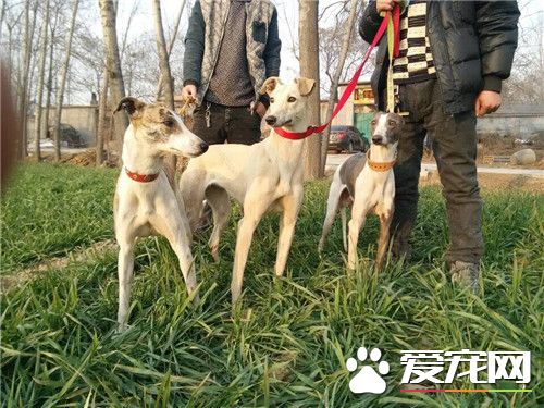 傑克羅素梗犬有體味嗎 傑克羅素梗犬有體會的