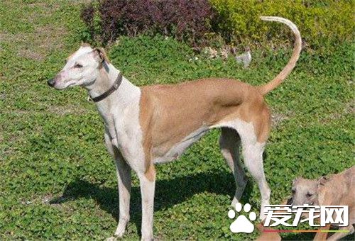 傑克羅素梗犬腿短嗎 公犬肩高應為14英寸