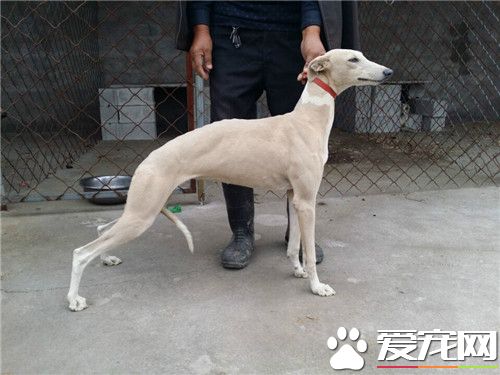 傑克羅素梗犬腿短嗎 公犬肩高應為14英寸